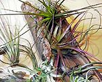 tillandsias, acostae